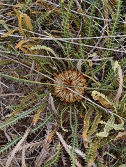 Banksia dallanneyi (Banksia dallanneyi)
