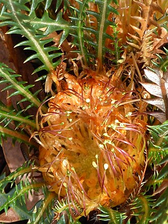 Banksia dallanneyi: w:Kalamunda National Park , Western Australia - ground level Banksia dallanneyi (Couch Honeypot) flower from the top