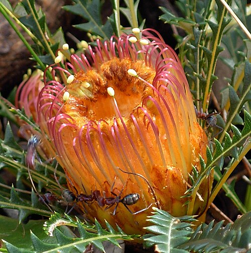 Banksia dallanneyi: w:Banksia dallanneyi (Couch Honeypot) at w:Kalamunda National Park in Western Australia