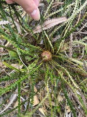 Banksia dallanneyi (Banksia dallanneyi)