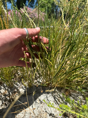 Banksia dallanneyi (Banksia dallanneyi)