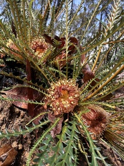 Banksia dallanneyi (Banksia dallanneyi)