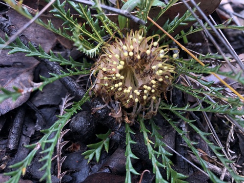 Banksia dallanneyi (Banksia dallanneyi)