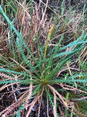 Banksia dallanneyi (Banksia dallanneyi)