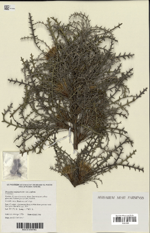 Banksia densa: Banksia densa