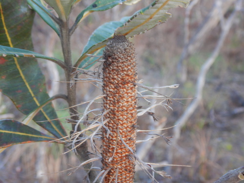 Tropical banksia (Banksia dentata)
