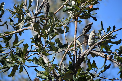 Tropical banksia (Banksia dentata)