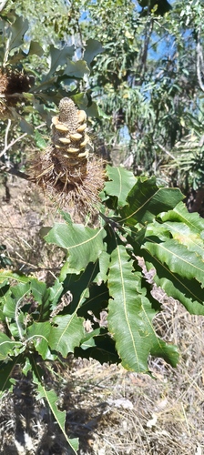 Tropical banksia (Banksia dentata)