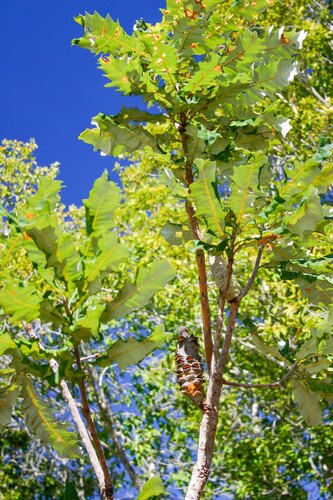 Tropical banksia (Banksia dentata)