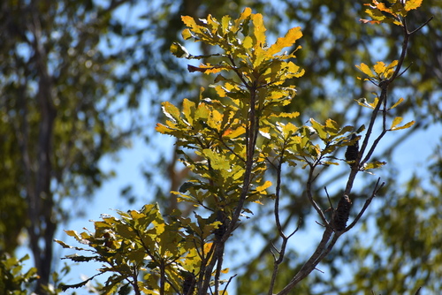 Tropical banksia (Banksia dentata)