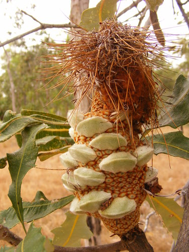 Tropical banksia (Banksia dentata)