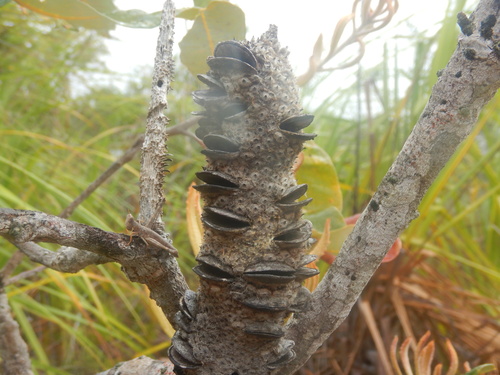 Tropical banksia (Banksia dentata)