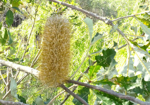 Tropical banksia (Banksia dentata)