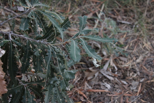 Tropical banksia (Banksia dentata)