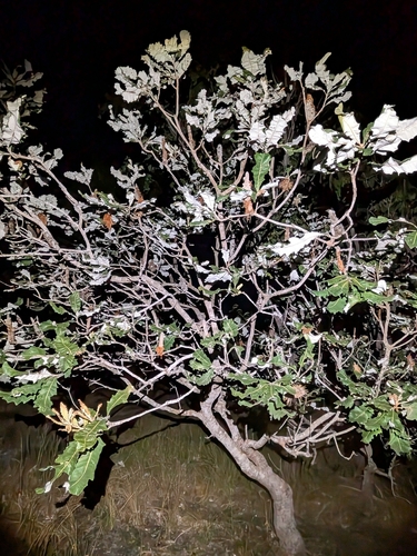 Tropical banksia (Banksia dentata)