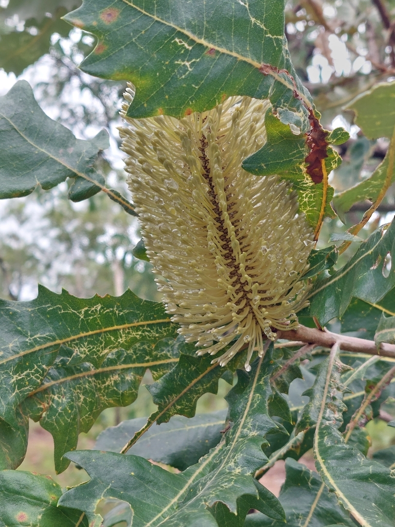 Tropical banksia (Banksia dentata)