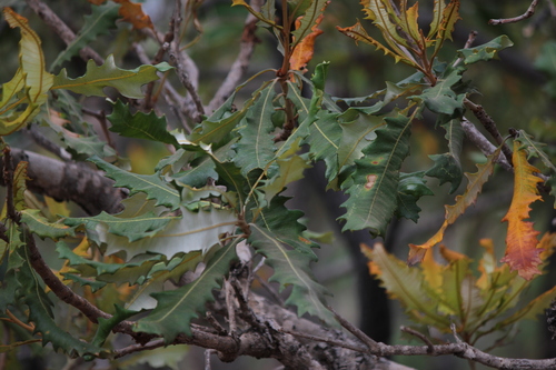 Tropical banksia (Banksia dentata)