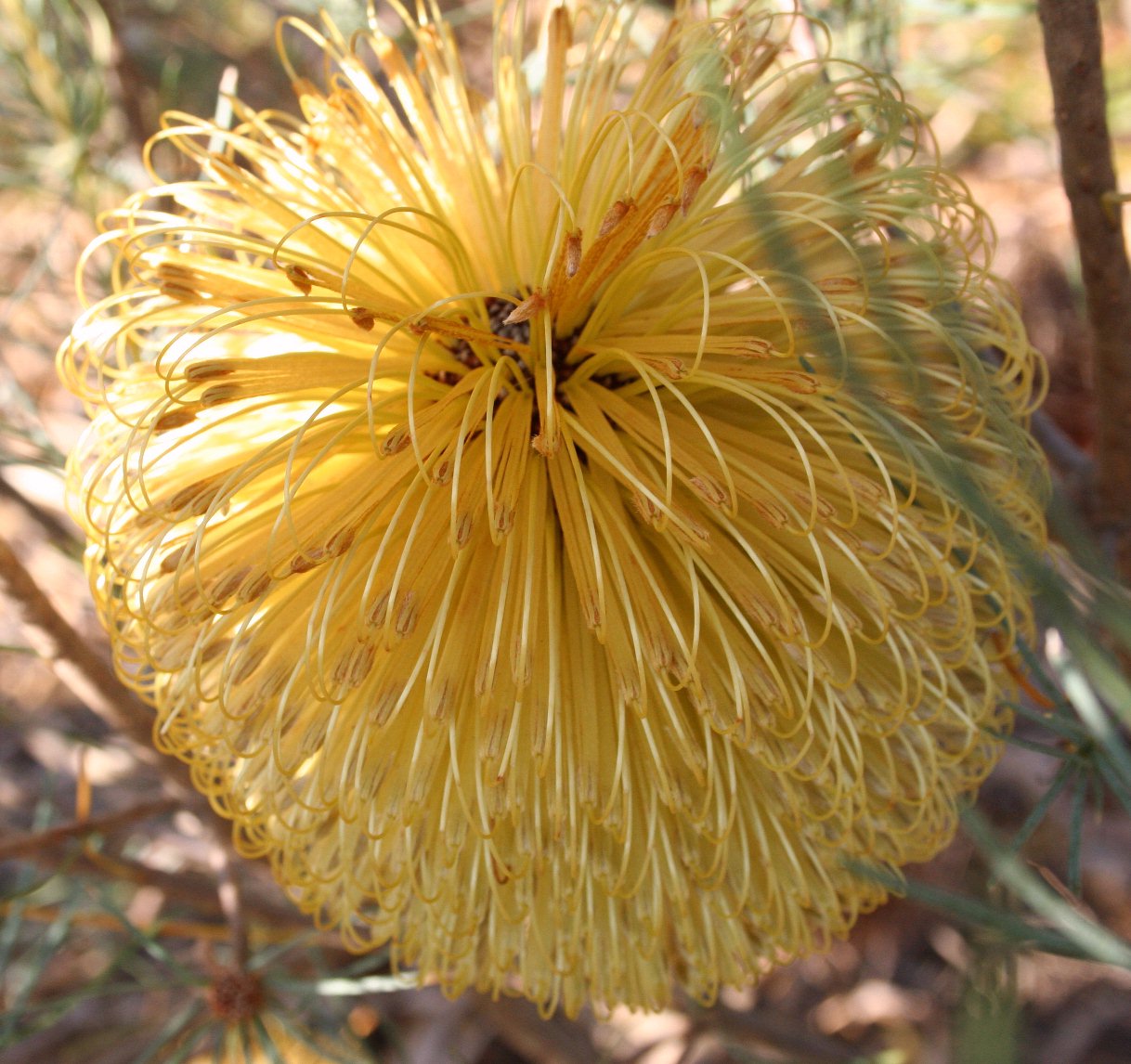 Banksia dolichostyla: Inflorescence of Banksia sphaerocarpa var. dolichostyla