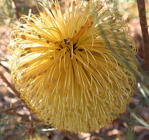 Banksia dolichostyla: Inflorescence of Banksia sphaerocarpa var. dolichostyla