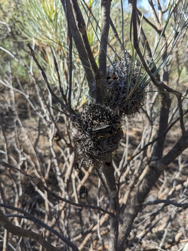 Banksia dolichostyla (Banksia dolichostyla)
