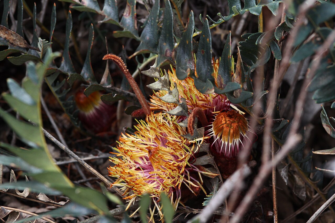 Banksia drummondii: Banksia drummondii at Chingarrup near Boxwood Hill, Western Australia
