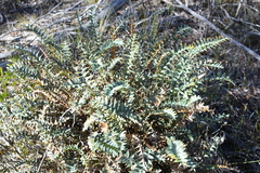 Banksia drummondii (Banksia drummondii)