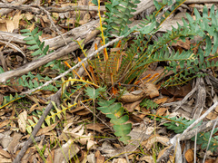 Banksia drummondii (Banksia drummondii)