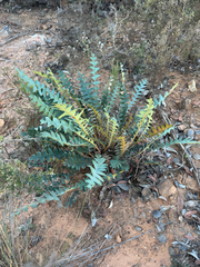 Banksia drummondii (Banksia drummondii)