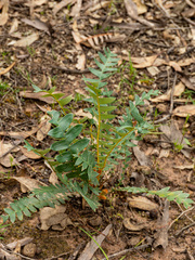 Banksia drummondii (Banksia drummondii)