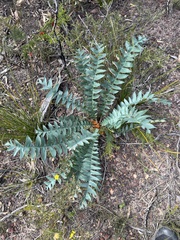 Banksia drummondii (Banksia drummondii)
