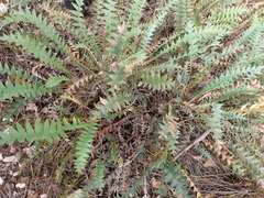 Banksia drummondii (Banksia drummondii)
