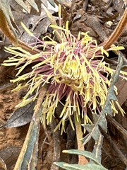 Banksia drummondii (Banksia drummondii)
