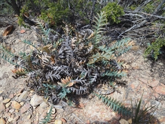 Banksia drummondii (Banksia drummondii)
