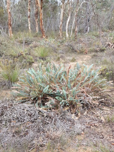 Banksia drummondii (Banksia drummondii)