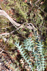 Banksia drummondii (Banksia drummondii)