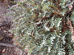 Banksia drummondii (Banksia drummondii)
