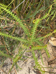 Dryandra-leaved banksia (Banksia dryandroides)