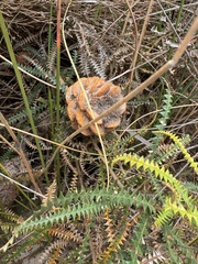 Dryandra-leaved banksia (Banksia dryandroides)