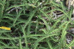 Dryandra-leaved banksia (Banksia dryandroides)