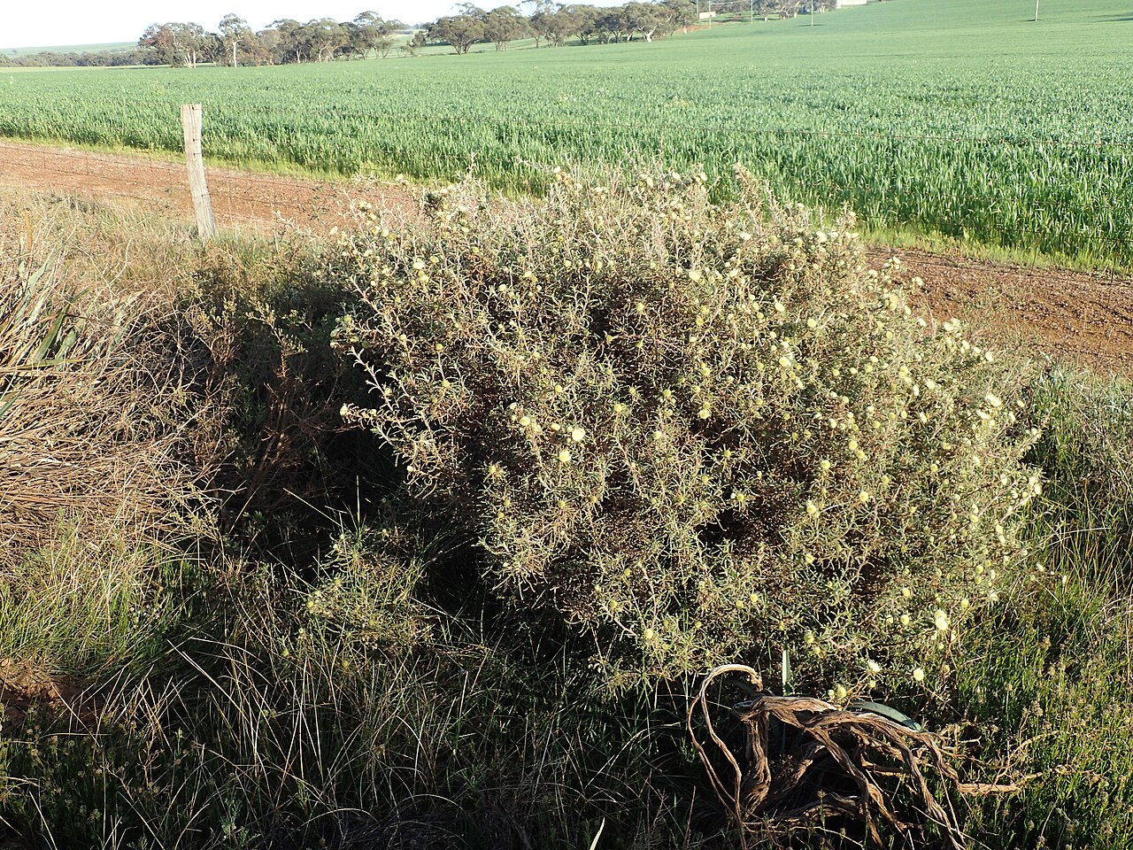 Banksia echinata: Banksia echinata near the corner of the Gillingarra-Glentromie Road and Longman Road, Western Australia
