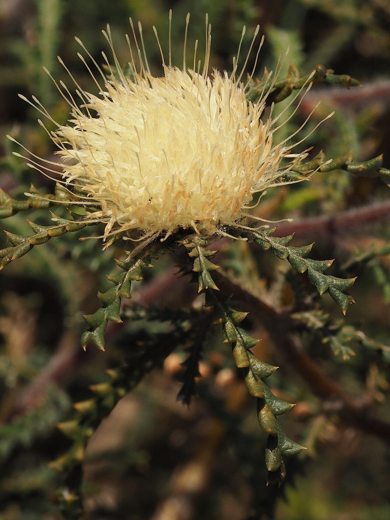 Banksia echinata: Banksia echinata near the corner of the Gillingarra-Glentromie Road and Longman Road, Western Australia