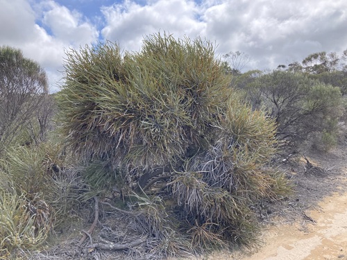 Swordfish banksia (Banksia elderiana)