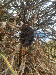 Swordfish banksia (Banksia elderiana)