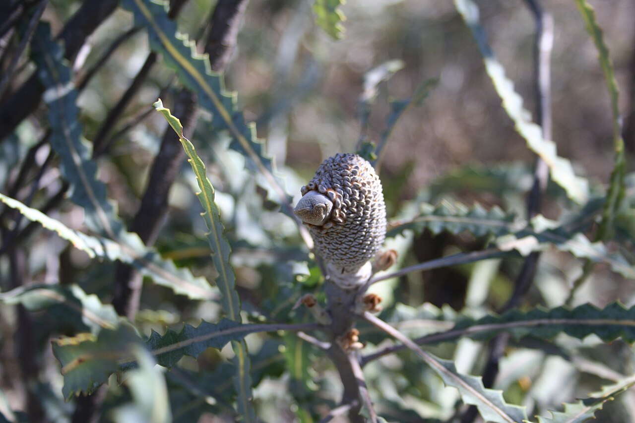 Banksia elegans: Banksia elegans, follicle Fraser Rd