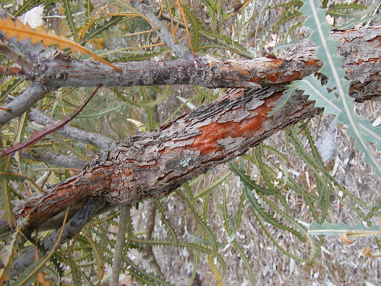 Banksia elegans: Banksia elegans (trunk), cult. Banksia Farm, Mt Barker WA