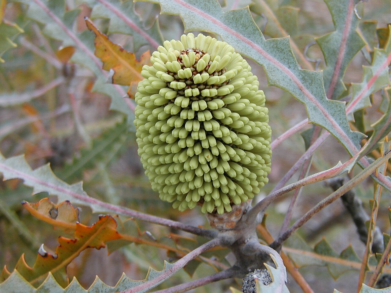 Banksia elegans: Banksia elegans (bud), cult. Banksia Farm, Mt Barker WA