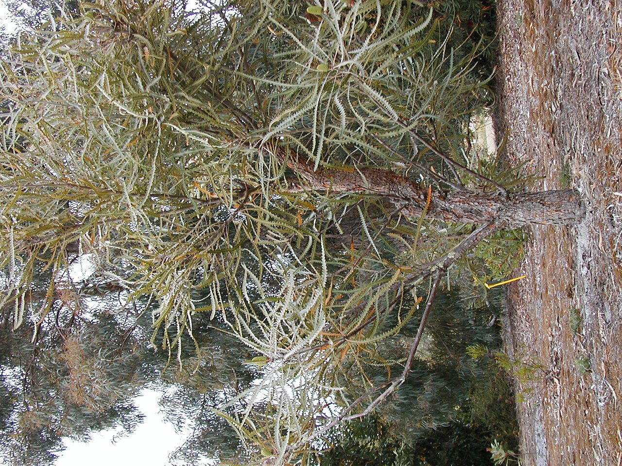 Banksia elegans: Banksia elegans (foliage), cult. Banksia Farm, Mt Barker WA