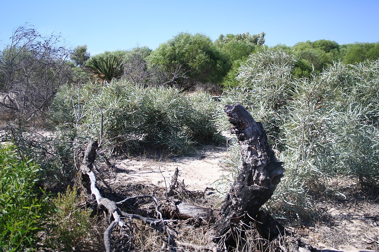 Banksia elegans: Ancient dead Banksia elegans, old stump with lots of new regrowth from underground - Fraser Rd