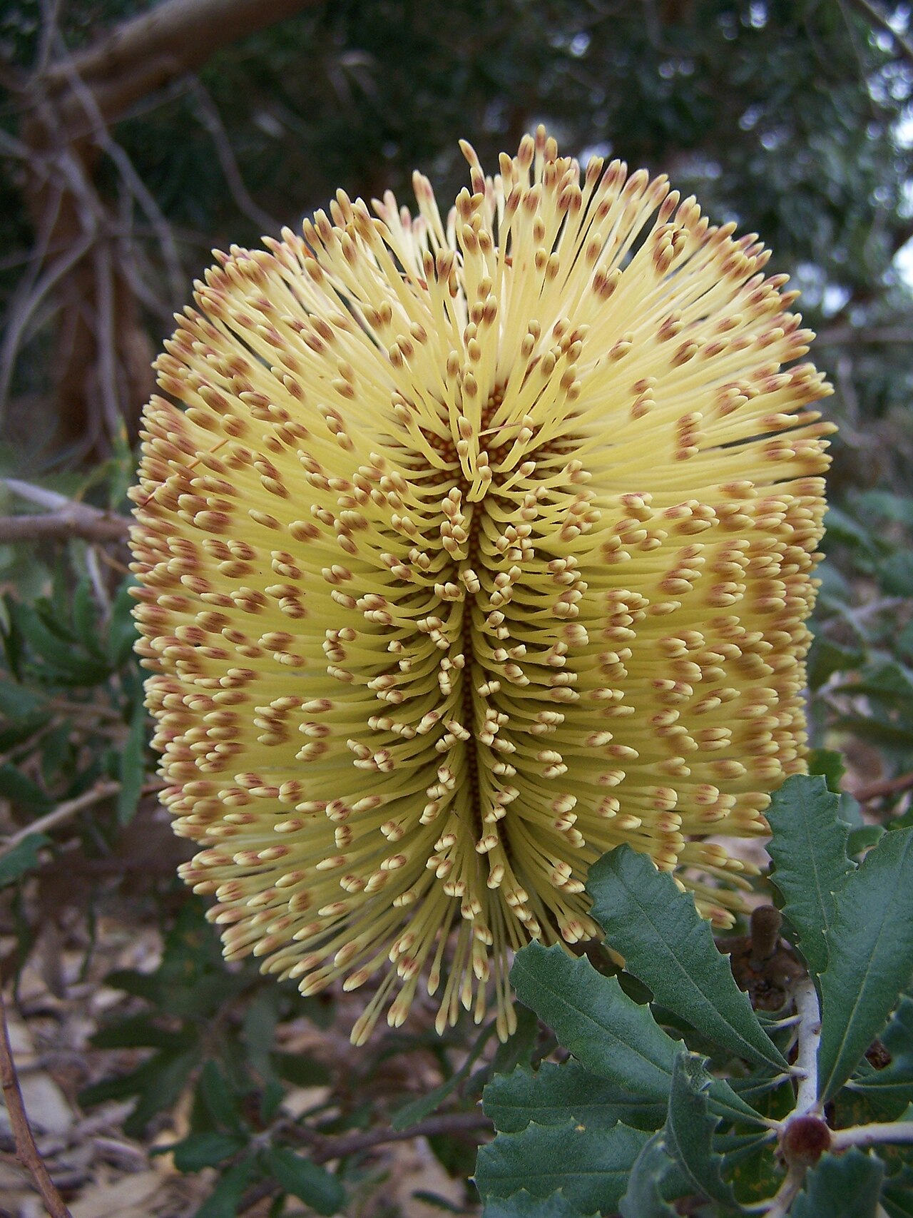 Banksia epica: B. epica inflorescence and leaves.