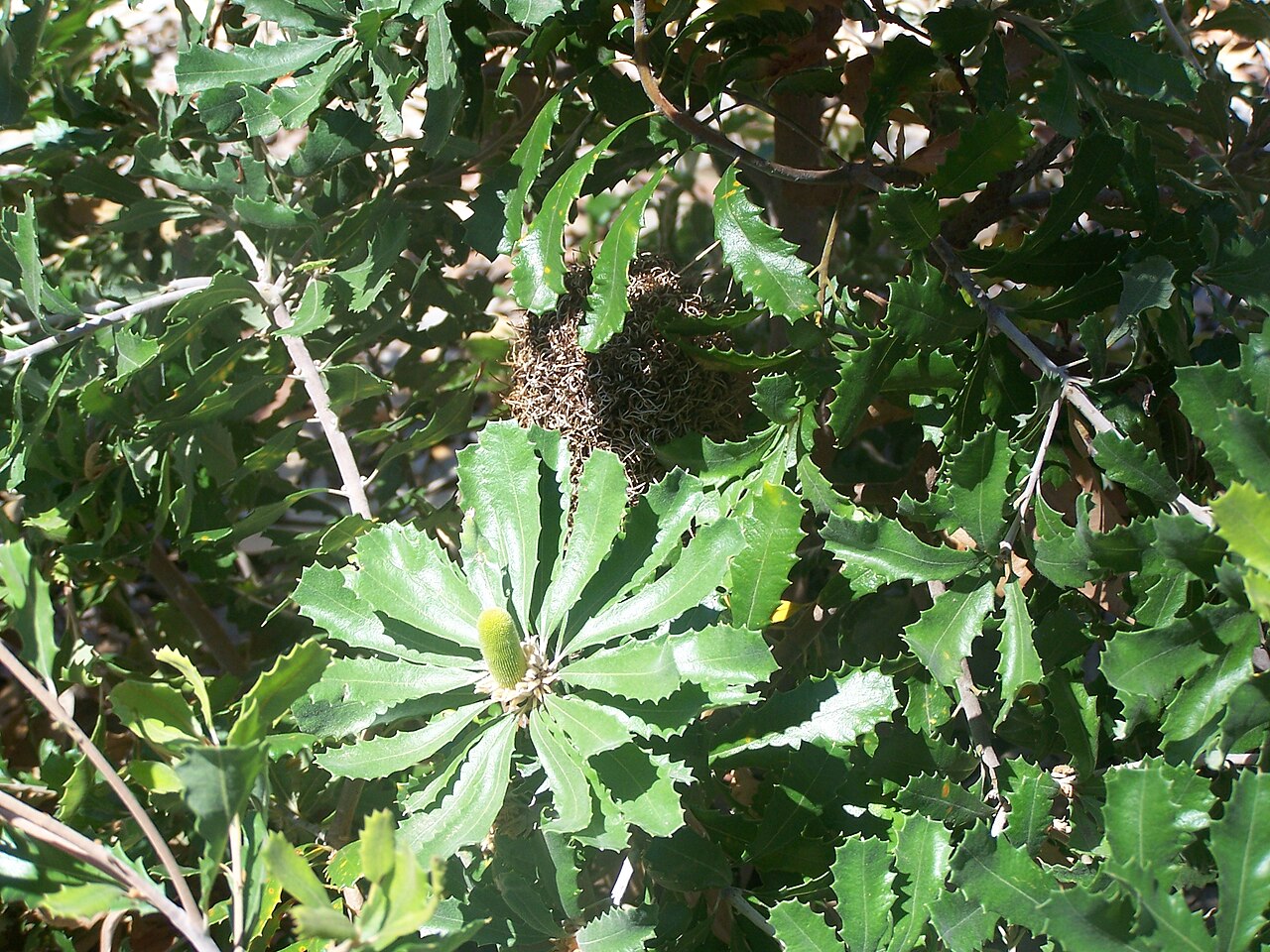 Banksia epica: Banksia epica